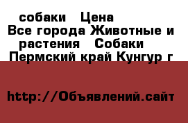 собаки › Цена ­ 2 500 - Все города Животные и растения » Собаки   . Пермский край,Кунгур г.